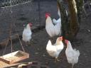 Leghorn csibe,  csirke,  naposcsibe