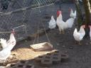 Leghorn csibe,  csirke,  naposcsibe