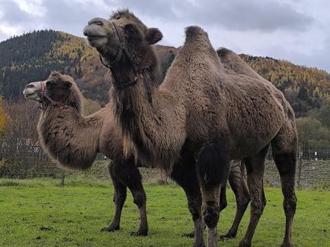 Teve kancák eladók – ázsiai teve, barátságos, kíváncsi természetű Teve kancák eladók – ázsiai teve, barátságos, kíváncsi természetű