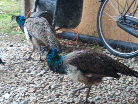 Páva kakas eladó Páva kakas eladó