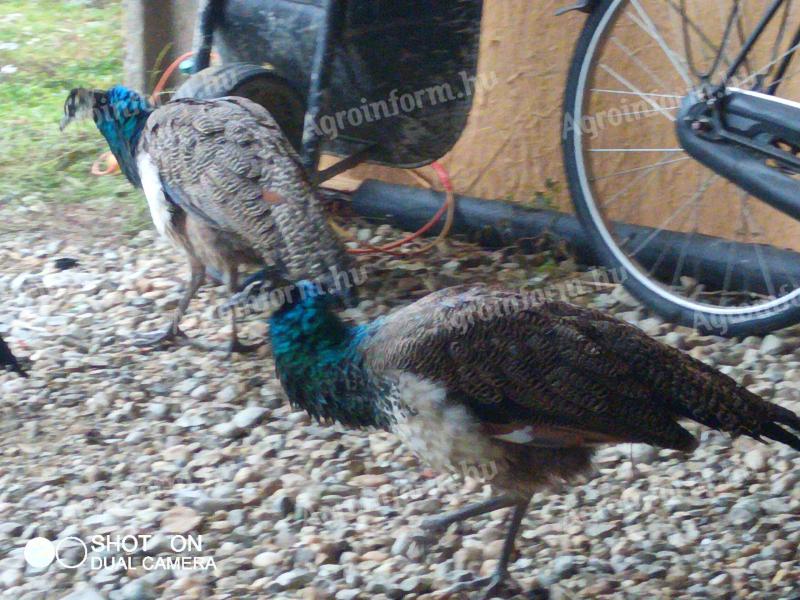 Páva kakas eladó