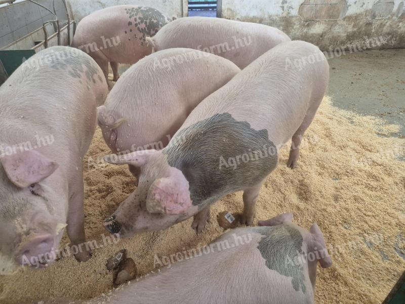 Eladó hízósertések 250 kg körül