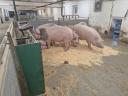 Eladó hízósertések 250 kg körül