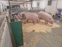 Eladó hízósertések 250 kg körül