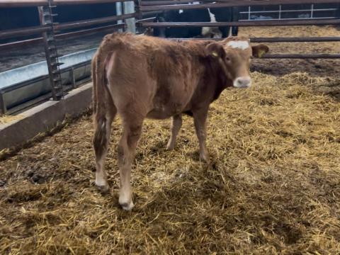 5 db 300 kg alatti üsző eladó