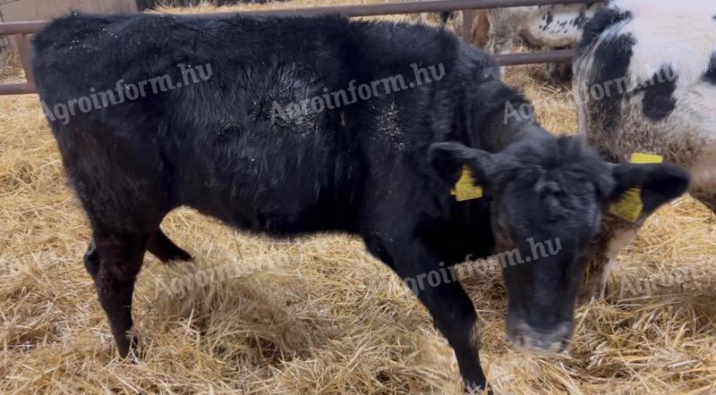 5db 300 kg alatti üsző