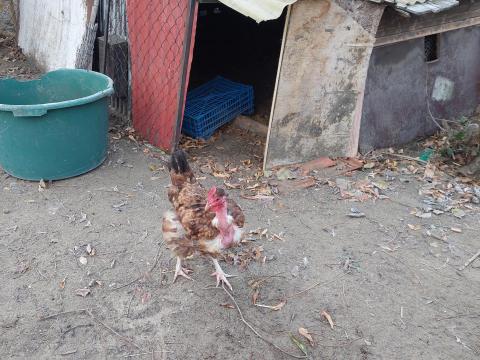 Paraszt tyúkok eladók Paraszt tyúkok eladók