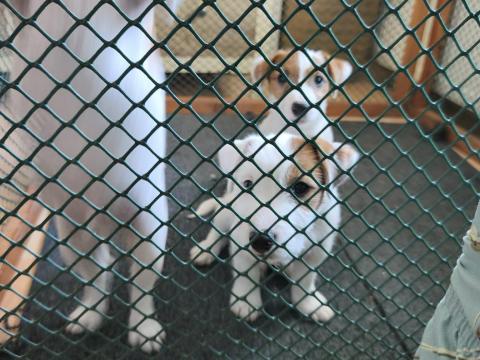 Jack Russell jellegű kiskutyák Veresegyházon