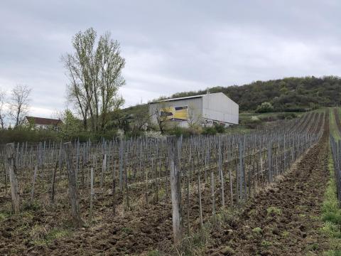 Tokaji szőlőbirtok eladó
