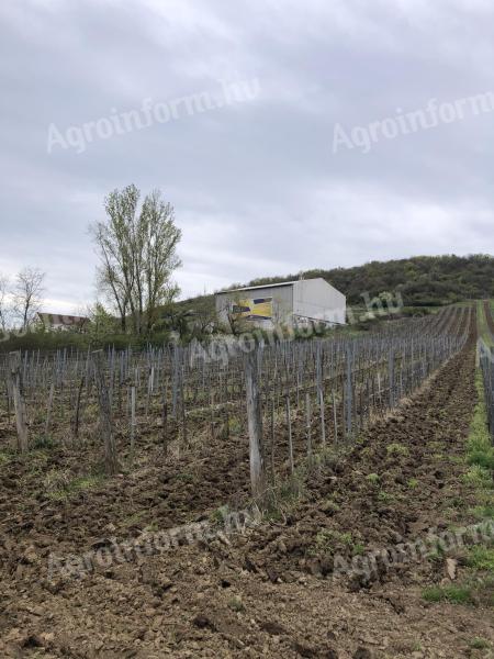 Tokaji szőlőbirtok eladó