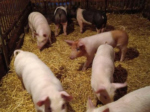 Eladó 10 hetes malacok