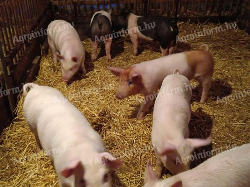 Eladó 10 hetes malacok