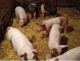 Eladó 10 hetes malacok