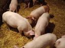 Eladó 10 hetes malacok
