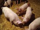 Eladó 10 hetes malacok