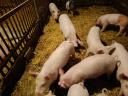 Eladó 10 hetes malacok