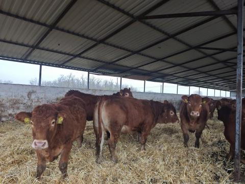 Pedigrés Limousin tenyészüszők eladók Pedigrés Limousin tenyészüszők eladók