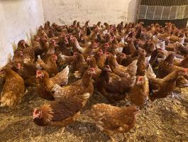 Tojohibrid jérce eladó