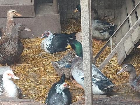 Magyar kacsák eladók vadas színben