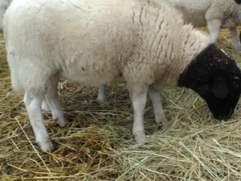 Dorper és Kameruni bárányok