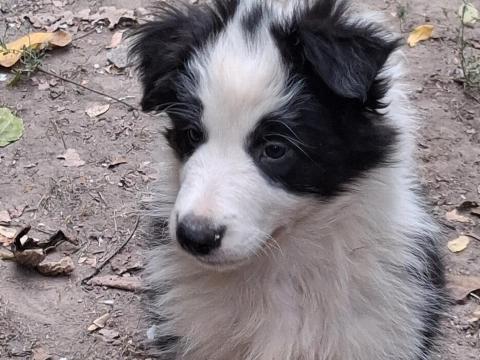 Border Collie fajtajellegű kiskutyák ingyen elvihetők Border Collie fajtajellegű kiskutyák ingyen elvihetők