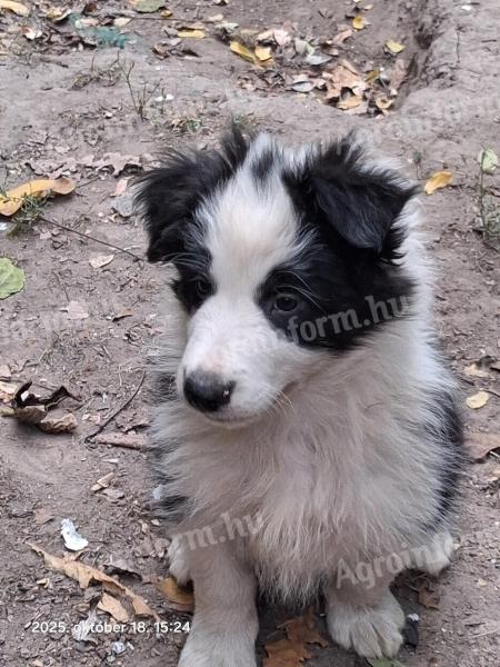 Border Collie fajtajellegű kiskutyák ingyen elvihetők