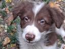 Border Collie fajtajellegű kiskutyák ingyen elvihetők