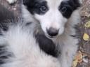 Border Collie fajtajellegű kiskutyák ingyen elvihetők