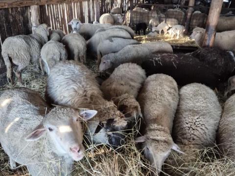 Eladó 100 anyajuh és 70 bárány – juh tenyésztéshez