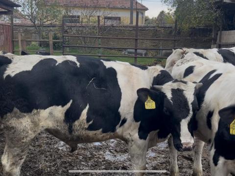 16 db Holstein-fríz Eladó 16 db Holstein-fríz Eladó