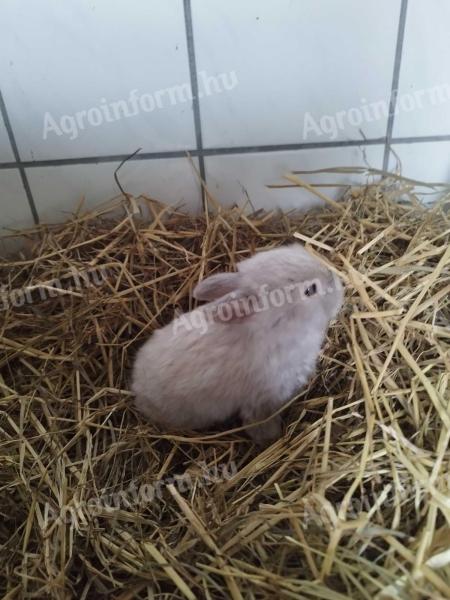 Kossoru logó fülű törpe nyuszik