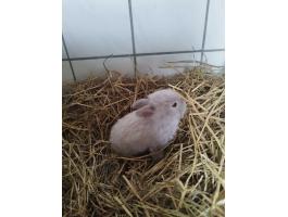 Kossoru logó fülű törpe nyuszik