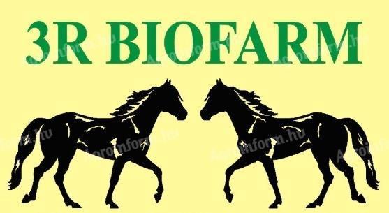 Megbízható lovászt, lovászlányt vagy lovász párt keresek