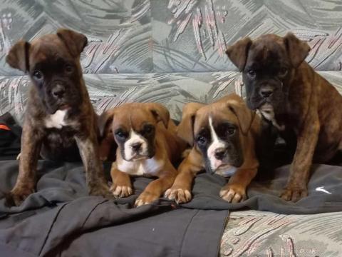 Fajtatiszta jellegű boxer kölyökkutyák eladók