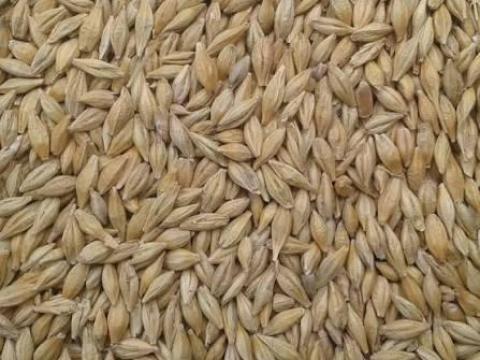 Takarmány árpa eladó