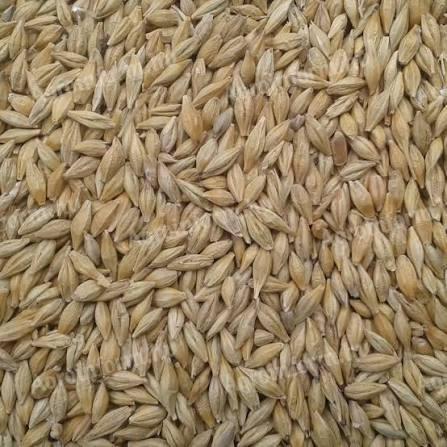 Takarmány árpa eladó