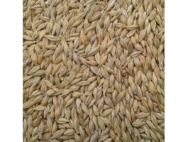 Takarmány árpa eladó