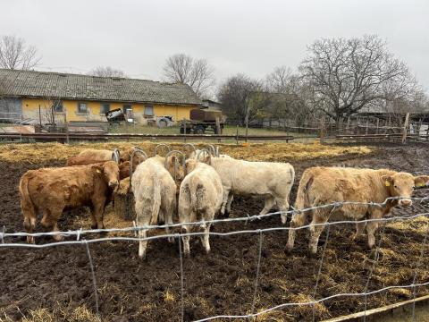 Húshasznú üsző és bika eladó