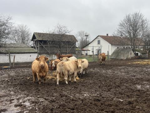 Húshasznú vágó tehenek eladók