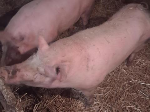 Eladó hízó sertés Eladó hízó sertés