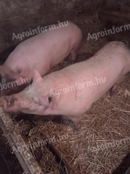 Eladó hízó sertés