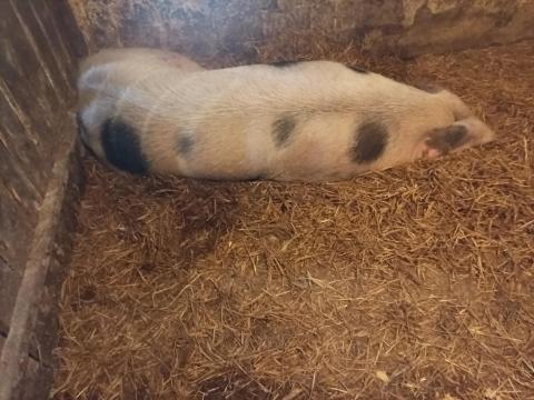 Hízó sertések eladók