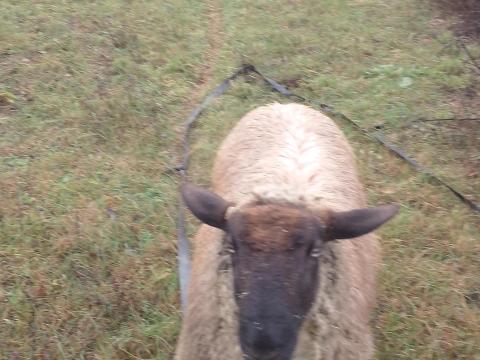 Cigája birka vagy hús eladó Pomáz vagy Zalaegerszegen