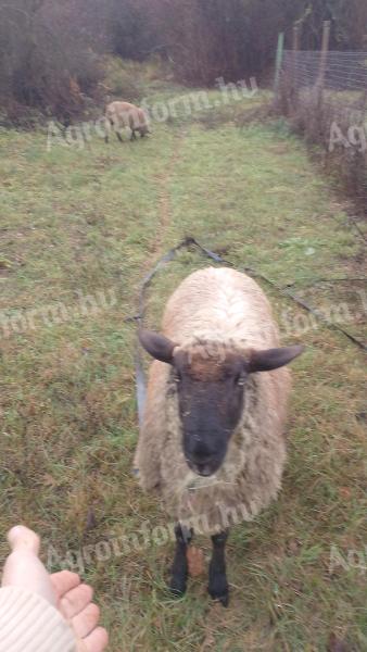 Cigája birka vagy hús eladó Pomáz vagy Zalaegerszegen