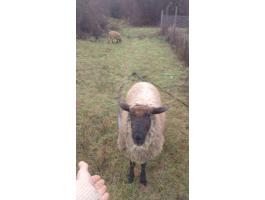 Cigája birka vagy hús eladó Pomáz vagy Zalaegerszegen