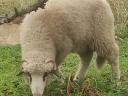 Eladó birka – 8 hónapos, gyepen nevelkedett kiskos