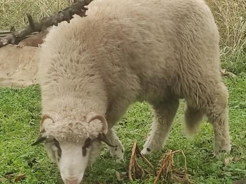 Eladó birka – 8 hónapos, gyepen nevelkedett kiskos