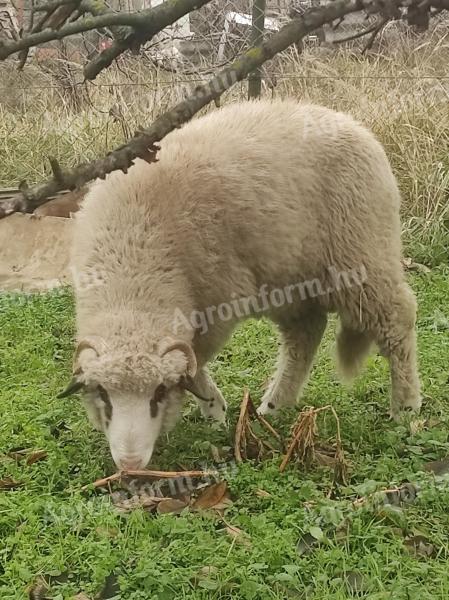 Eladó birka – 8 hónapos, gyepen nevelkedett kiskos