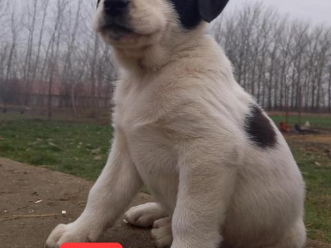 Közép-ázsiai jellegű juhászkutya kölykök gazdit keresnek