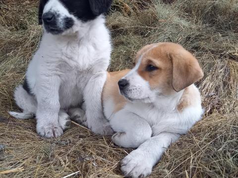Közép-ázsiai juhászkutya kölykök gazdit keresnek